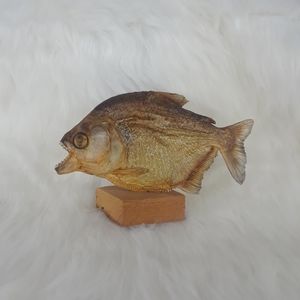 Taxidermy Piranha